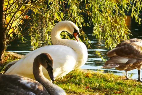 Swans Sleeping Foto stock