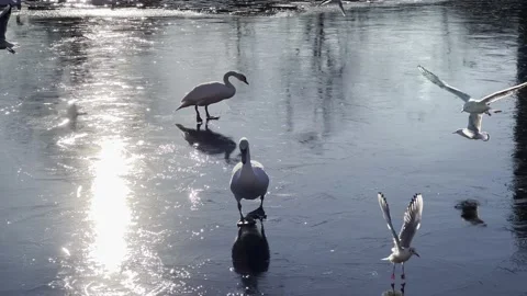 Swans slipping on winter ice trying to get bread at Landwehrkanal Berlin Video stock 167760694