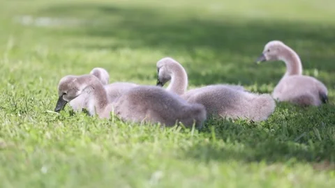 Swans in slow motion Stock Footage 279443610