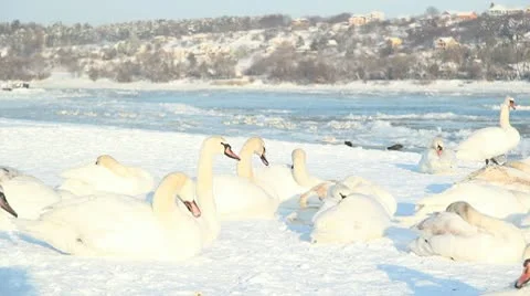 Swans on Snow Stock Footage 10743416