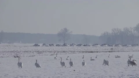 Swans in the snow 스톡 동영상 149217510