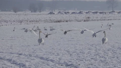 Swans in the snow Stock Footage 149217577