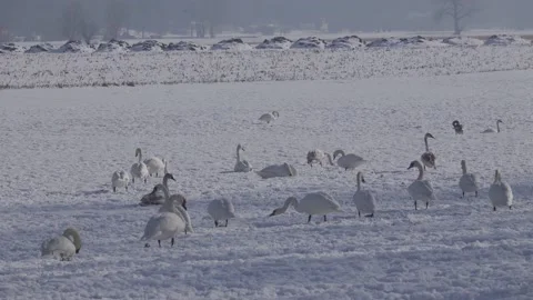 Swans in the snow Stock Footage 149217661