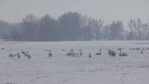 Swans in the snow Video stock 149217683