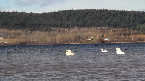 Swans spread their wings Stock Footage 922378