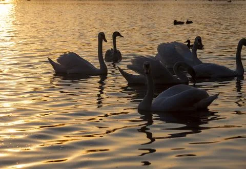 Swans in spring Stock Photos