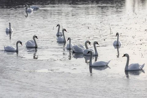 Swans on the spring pond Foto stock