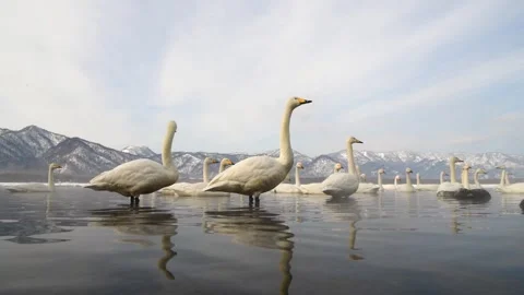 Swans Standing in a Calm Lake During Winter with Snowy Mountain Background Stock Footage 338261062