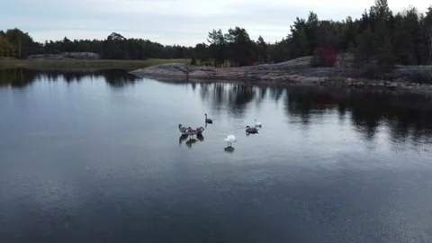 Swans standing in water Stock Footage 213024497