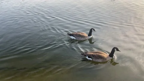 Swans on the still lake Stock Footage 172256182