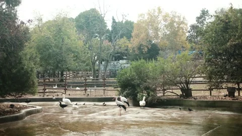 Swans, storks, and ducks walking and resting on the wet ground inside a zoo Stock Footage 342725434