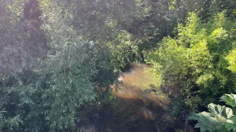 Swans in a stream Stock Footage 312718047