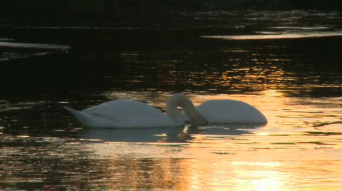 Swans at sunset Video stock 101691