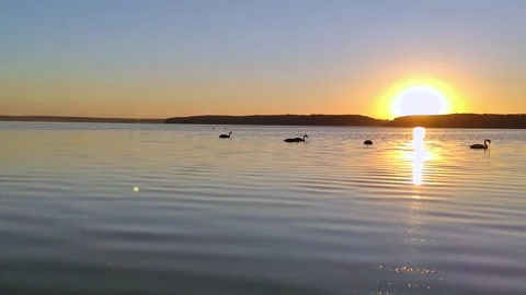 Swans in a sunset Stock Footage 170151657