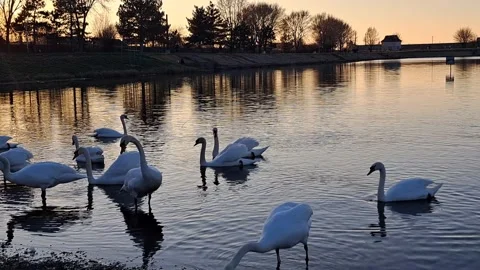 Swans Sunset Footage Video stock 273779507