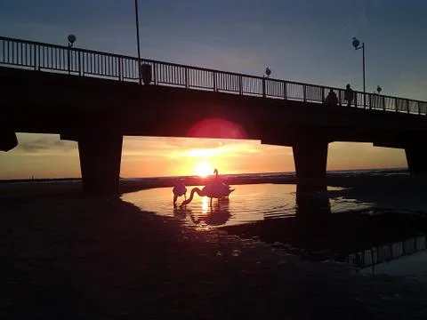 Swans in the Sunset Stock Photos