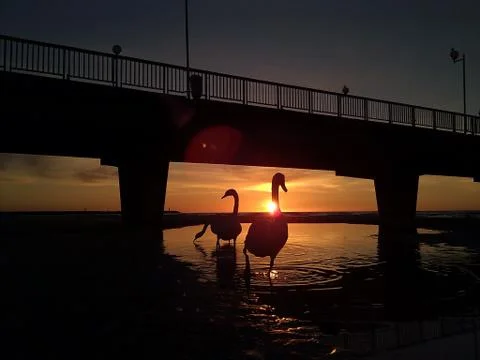 Swans in the Sunset Stock Photos