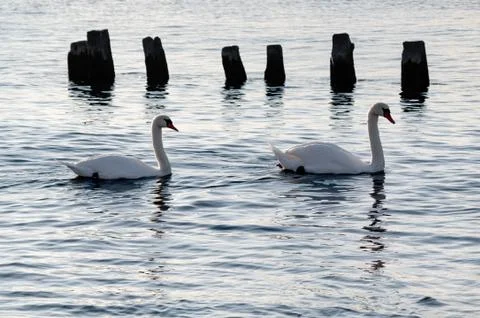 Swans at sunset Stock Photos