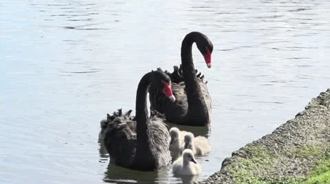 Swans in super slow motion HD Stock Footage 11755459