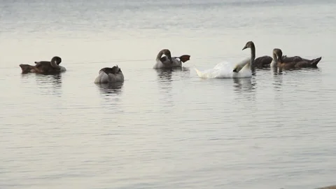 Swans. Swan flock Stock Footage 243031739