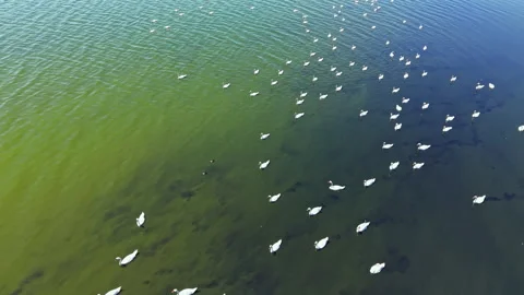 Swans swim in a clear lake during daytime at a scenic outdoor location Stock Footage 343554592