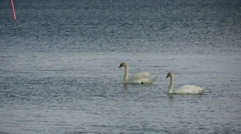Swans swim Stock Footage 456986