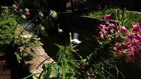 Swans swim Видео 157731658
