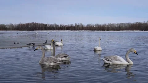 Swans swim Stock Footage 175788757