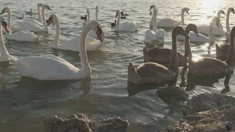 Swans swim in the lake Stock Footage