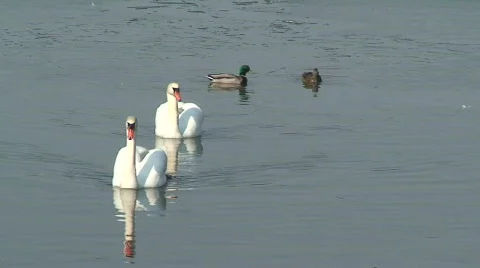 Swans swim one Stock Footage 67944