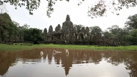 Swans swim in a pond in front of Angkor Thom in the Rainy Season Stock Footage 76895189