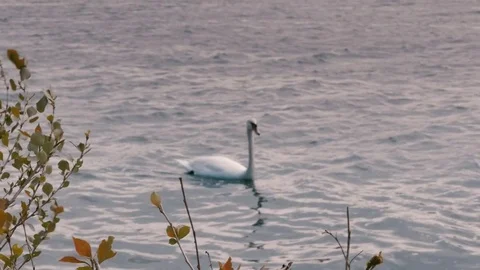 Swans swim in the river Video stock 75198311