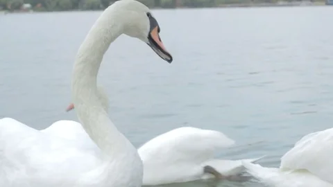 Swans swim in the river Stock Footage 84637973