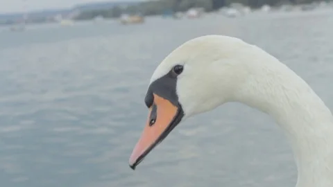 Swans swim in the river Stock Footage 84643930