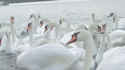 Swans swim in the river Stock Footage 84645497