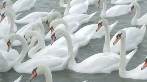Swans swim in the river Stock Footage 84648163