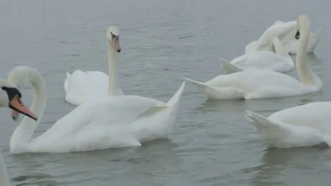 Swans swim in the river Stock Footage 84649914