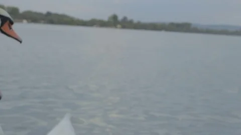 Swans swim in the river Stock Footage 84651501
