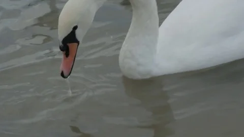 Swans swim in the river Stock Footage 84652168