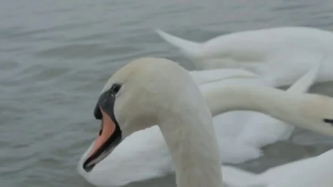 Swans swim in the river Stock Footage 84652980