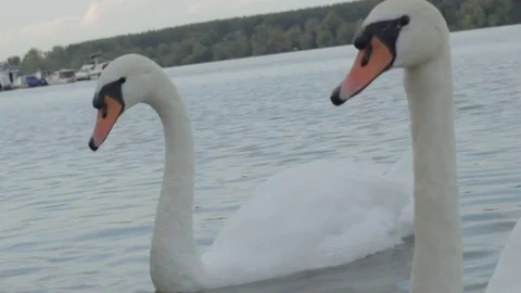 Swans swim in the river Stock Footage 84653648