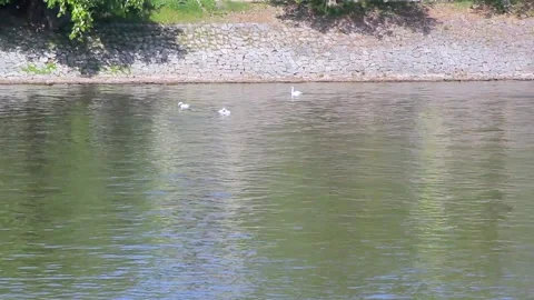 Swans swim on the river Stock Footage 91074735