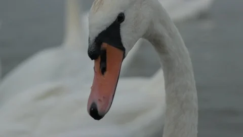 Swans swim in the river Stock Footage 93965598