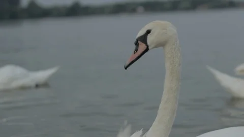 Swans swim in the river Stock Footage 93967243