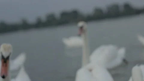 Swans swim in the river Stock Footage 93968482
