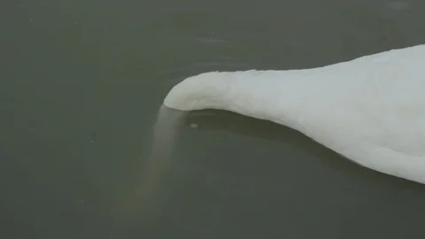 Swans swim in the river Stock Footage 93968510