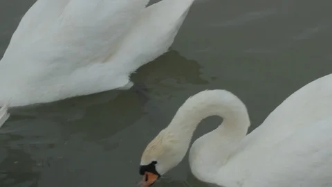 Swans swim in the river Stock Footage 93968581