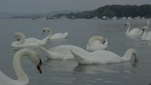 Swans swim in the river Vídeo Stock 93969398