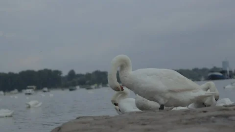 Swans swim in the river Stock Footage 93970409