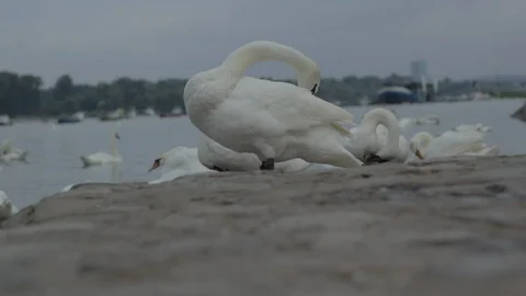 Swans swim in the river Stock Footage 93970459